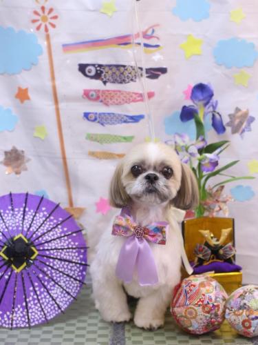 20240512ちょびくん